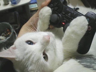 Illustration for article titled Cats Are Very Serious about Video Games